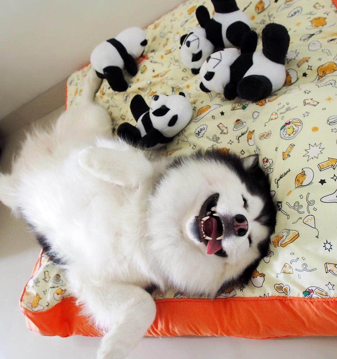 MARUのインスタグラム：「You've been visited by the Good Sleep Panda Maru. You will be blessed with cozy, restful sleeps, but only if you comment: "sleep tight panda Maru" 🐼💤 ____________ #houndandlife#huskypics#bestwoof#meowvswoof#myhusky#Ruffpost#videobyanimals#dog_features#my_husky#barkpost#dailybarker#photos4ellen#huskylovingclub#alaskanmalamute#excellent_dogs#thedodo#sendadogphoto#itsahuskything#huffpostgram#dogs_of_instworld#ilovehuskies_features#buzzfeedanimals#viralpets#meowsandwoofs#funbestvids」