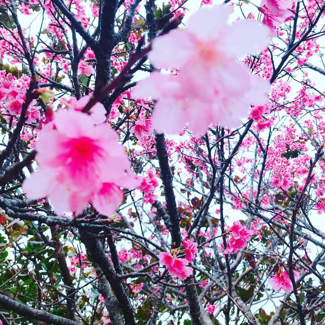 福嶋麻衣子のインスタグラム：「日本で一番はやい桜の開花😽🌸今年は桜前線とともに旅をしたいな〜🌸」