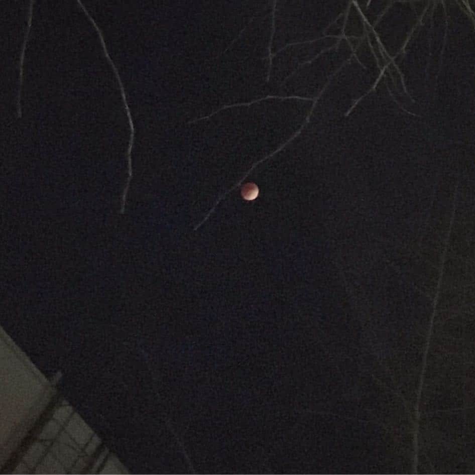 石田ゆり子さんのインスタグラム写真 - (石田ゆり子Instagram)「夜空にぽっかり赤い月。 スーパーブルーブラッドムーン というのですって。 雪と散歩しながら 空をずっと見上げていました。 綺麗です。本当にきれい。」2月1日 0時21分 - yuriyuri1003