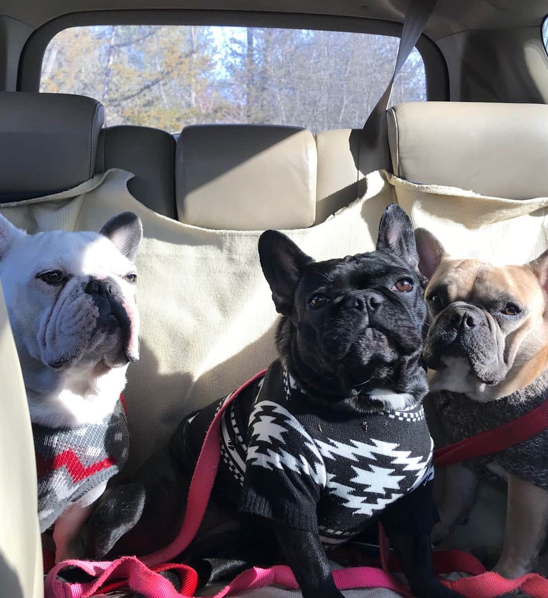 ミス・エイジア（レディー・ガガ）のインスタグラム：「Kicked off my 4th Birthday hiking with my brothers!! 📸 cred: @valleyofthedogs」