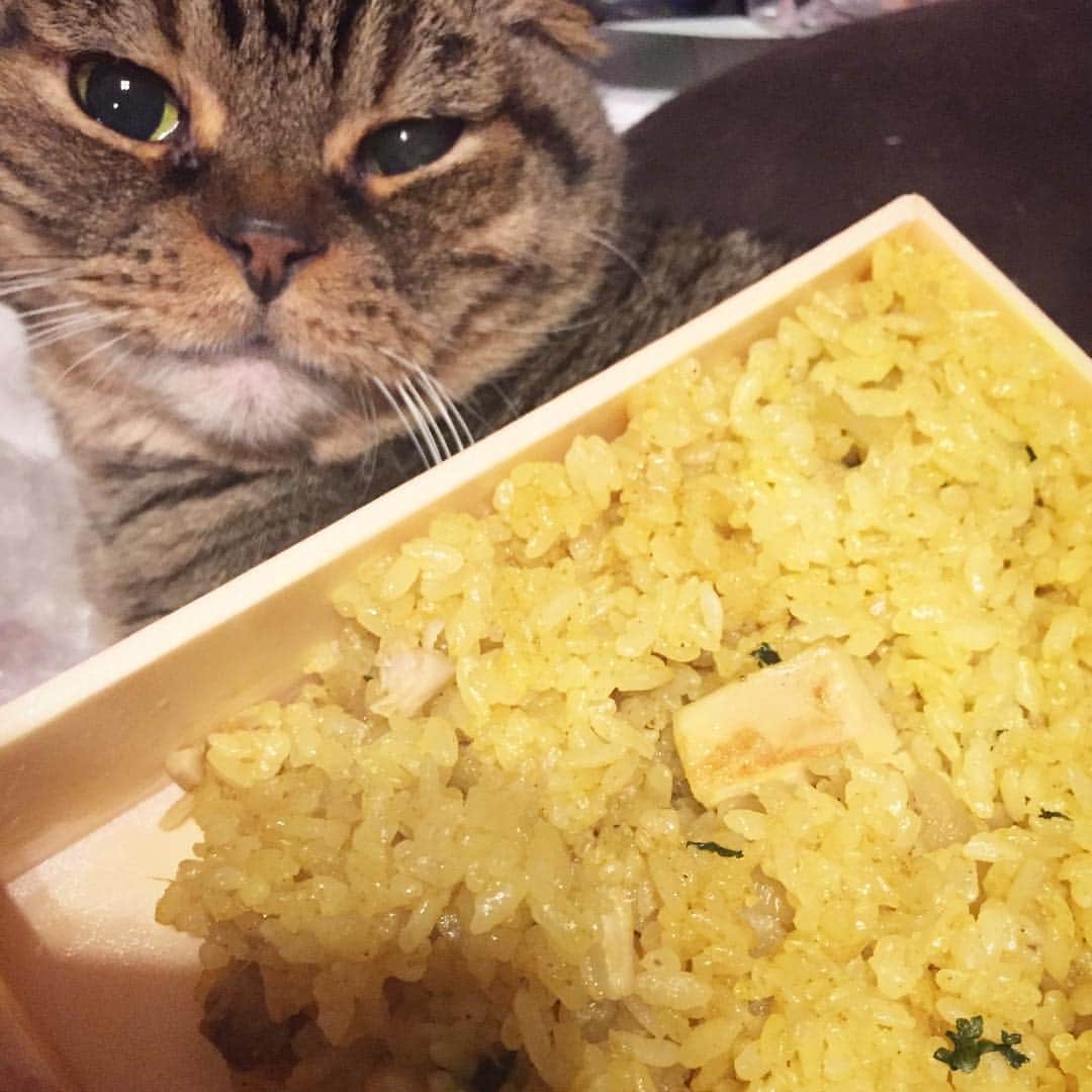 矢部あやのインスタグラム：「鳥繁のドライカレー弁当食べてたら レイちゃんがめっちゃ覗き込んでくるｗ さすがにこれはあげられないよ〜(´･ω･`) ・ #drycurry #cat #catlove #scottishfold #catgram  #鳥繁 #ドライカレー #ねこ #ねこさま #ねこぐらむ #にゃんこ #スコティッシュフォールド #スコティッシュ折れ耳」