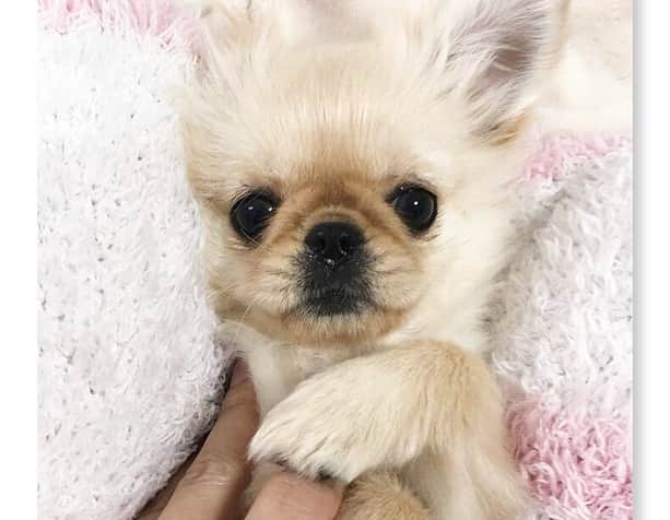のインスタグラム：「ちえが報告してたから 私も報告しますね😂💓 新しい家族が増えましたぁ🤲 . 名前はきなこです‼️ ペキニーズとチワワの ミックス犬になります🤤💕 . 性格はめっちゃお転婆で クレイジーすぎてやばい😂💓 きなこの成長がたのしみだし 元気いっぱいに育ってほしい✨ . きなこアカウントあるよ🖐 (@kinako_1001 ) . #きなこ#チワワ#ペキニーズ#ちわペキ#チワペキ#ペキチワ#dog#犬#かわいい#子犬#cawaii#🐶」