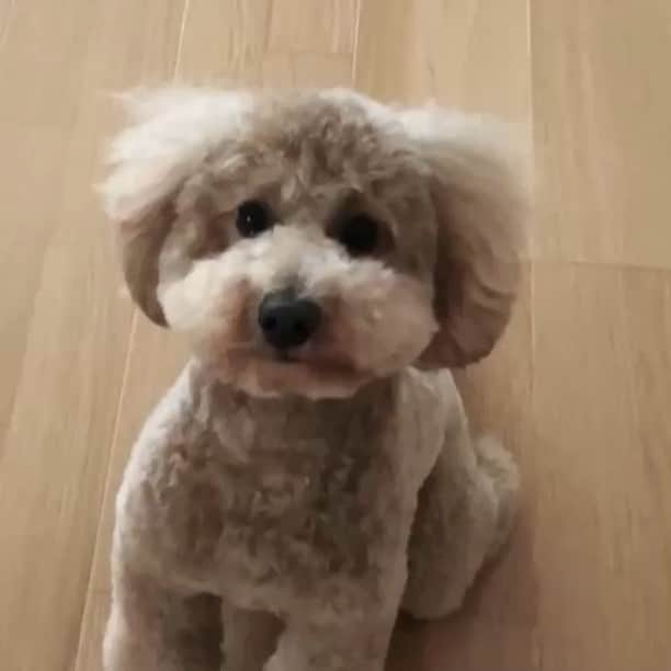 のインスタグラム：「モコ元気かな？ 早く会いたい😂 可愛すぎる！ #モコ#愛犬」