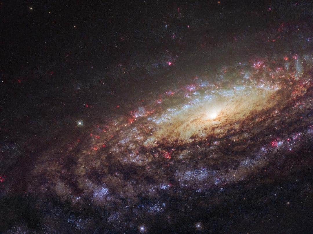NASAさんのインスタグラム写真 - (NASAInstagram)「Next time you are 45 million light-years away in the neighboorhood of the constellation of Pegasus you might want to keep an eye out for this spectacular spiral galaxy.  This @nasahubble image shows a spiral galaxy known as NGC 7331. First spotted by the prolific galaxy hunter William Herschel in 1784, NGC 7331 is located about 45 million light-years away in the constellation of Pegasus (the Winged Horse). Facing us partially edge-on, the galaxy showcases its beautiful arms, which swirl like a whirlpool around its bright central region.  Astronomers took this image using Hubble’s Wide Field Camera 3 (WFC3), as they were observing an extraordinary exploding star — a supernova — near the galaxy’s central yellow core. Named SN 2014C, it rapidly evolved from a supernova containing very little hydrogen to one that is hydrogen-rich — in just one year. This rarely observed metamorphosis was luminous at high energies and provides unique insight into the poorly understood final phases of massive stars.  NGC 7331 is similar in size, shape and mass to the Milky Way. It also has a comparable star formation rate, hosts a similar number of stars, has a central supermassive black hole and comparable spiral arms. The primary difference between this galaxy and our own is that NGC 7331 is an unbarred spiral galaxy — it lacks a “bar” of stars, gas and dust cutting through its nucleus, as we see in the Milky Way. Its central bulge also displays a quirky and unusual rotation pattern, spinning in the opposite direction to the galactic disk itself.  By studying similar galaxies we hold a scientific mirror up to our own, allowing us to build a better understanding of our galactic environment, which we cannot always observe, and of galactic behavior and evolution as a whole.  Credit: ESA/Hubble & NASA/D. Milisavljevic (Purdue University) #nasagoddard #space #science #galaxy」2月3日 2時31分 - nasagoddard