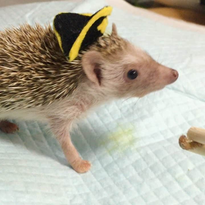 misacoのインスタグラム