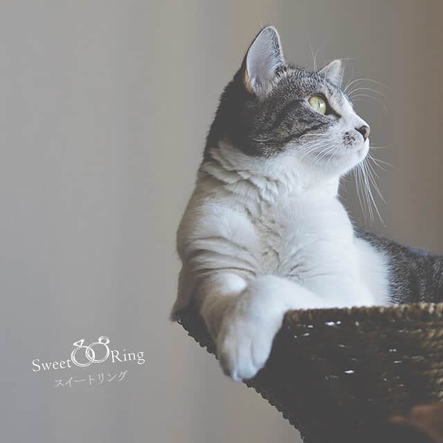 SweetRing Japanのインスタグラム：「猫好きの恋人探ししませんか😻？ 質問からはじまる婚活アプリSweetRingならお相手に気軽に質問できちゃう✨ * 今、浅草橋で開催されている「ねこ休み展 冬 2018」が話題🐱 SNSで人気のスター猫ちゃんや、 クリエイターさんのグッズが手に入れられる注目イベント👀 2月22日の猫の日にはナイトパーティも開催されるとか！ 期間限定のイベントはデートのお誘いにぴったりですよ✨  #恋 #恋心 #幸せ  #婚活 #恋活 #マッチング  #恋愛post #恋愛 #恋愛成就 #婚活応援 #繋がり  #出会い #一期一会 #引き寄せの法則 #婚活してる人と繋がりたい  #婚活アプリ #質問から始まる婚活アプリ #マッチングアプリ#恋活アプリ#猫 #ねこ #ねこ休み展  #sweetring #sweetringapp #sweetringjp  #lovestagram #instafollow  #smile #happy」