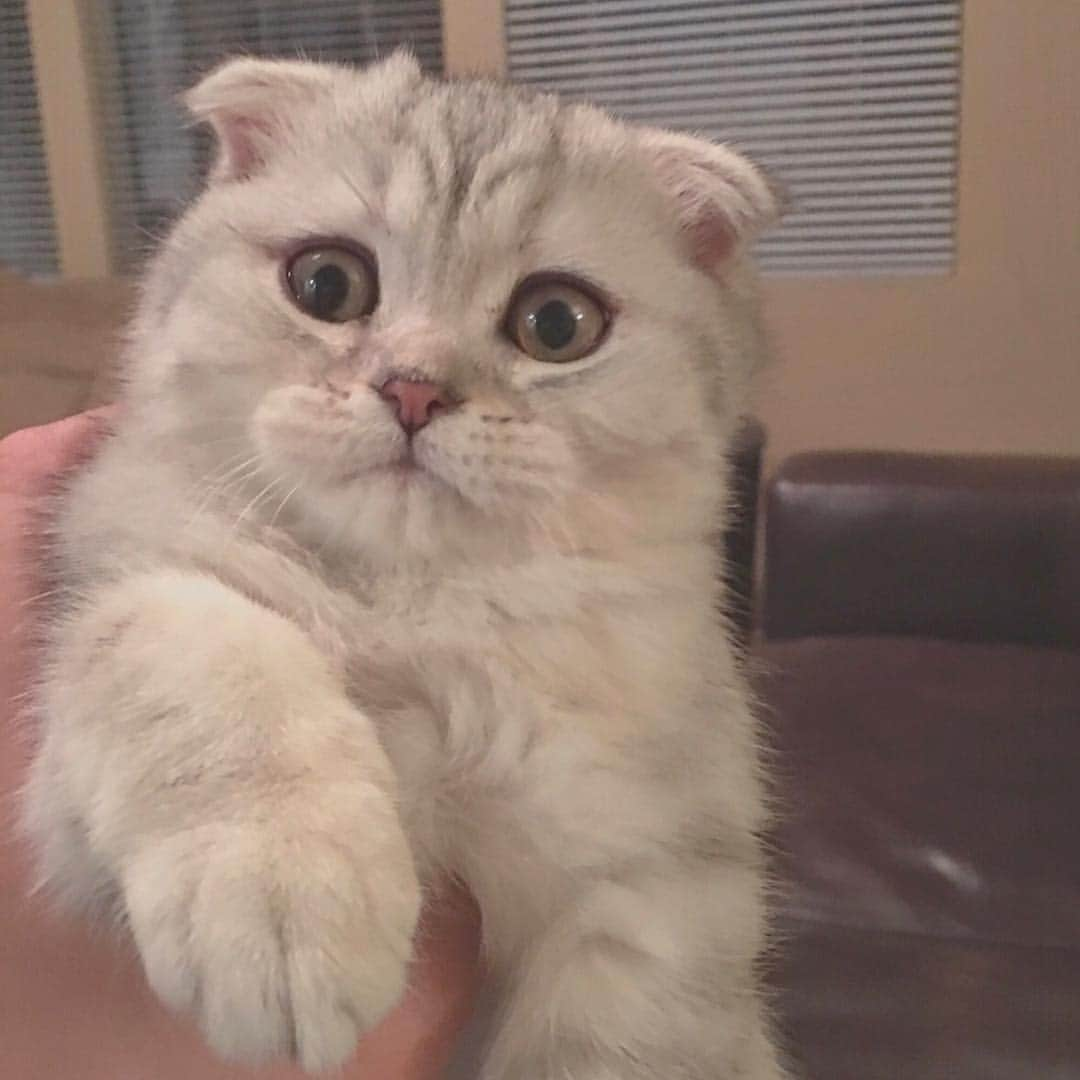 バターのインスタグラム：「My face after eating lasagna and Skittles all week and not being any skinnier. #what . . . . . . #holidays #cats_of_instagram #kittens #catoftheday #funnycats #kittensofinstagram #catsofday #britishshorthair #pets #introvert #みんねこ #ペコねこ部 #puppies #weekendvibes  #fluffy #animallover #lol #orangecat #ふわもこ部 #レッドタビー #折れ耳 #hahaha #coffeecat #catsofinsta #bestmeow #catsofinstagram #scottishfold #furbabies #猫 #lol」