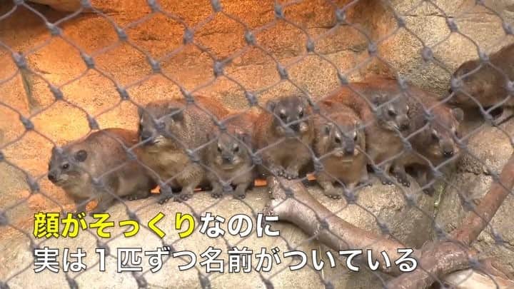 テレビ東京「ミライダネ」のインスタグラム：「よこはま動物園ズーラシアで人気のケープハイラックス。顔はそっくりですが１匹ずつ名前がついています。飼育員は完璧に名前が分かるのですが、実は今や人工知能が人間の顔を認証できる時代に！  ３日（土）よる１０時３０分放送（テレビ東京系の「ミライダネ」は、真贋を見極める最新技術に迫ります。  #かわいい #ズーラシア #ケープハイラックス #顔がそっくり #見極め #顔認証 #人工知能 #ミライダネ #テレビ東京 #人気 #動物園 #kawaii」