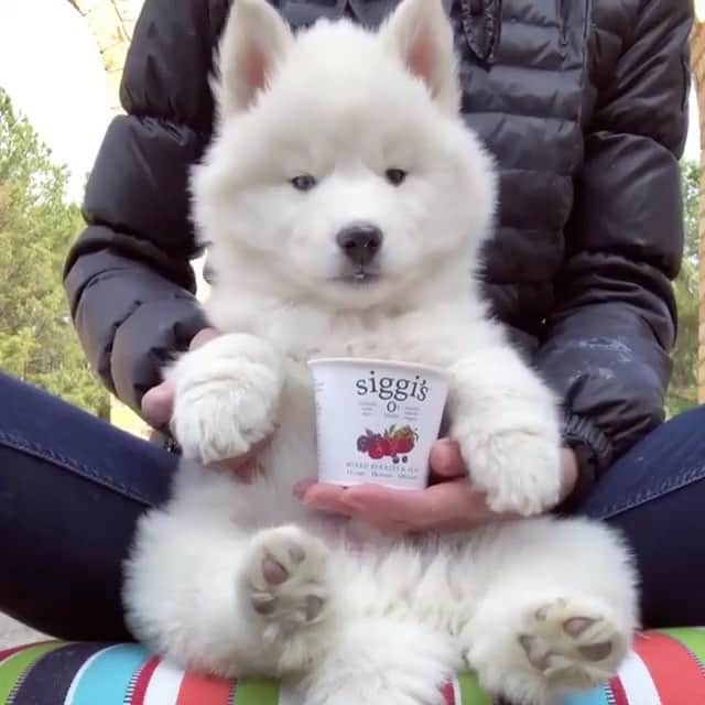 Animalsのインスタグラム：「😍 By @mywinterfells.siberian_huskies」