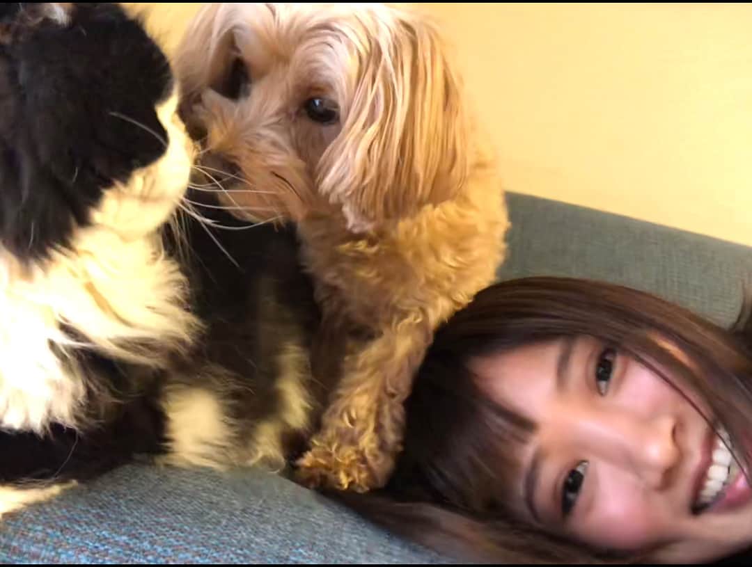 夏菜さんのインスタグラム写真 - (夏菜Instagram)「まると見つめあってたらこむぎが間に入ってきて逃げるくろまる。笑 😂😂😂😂」2月3日 21時00分 - natsuna_official