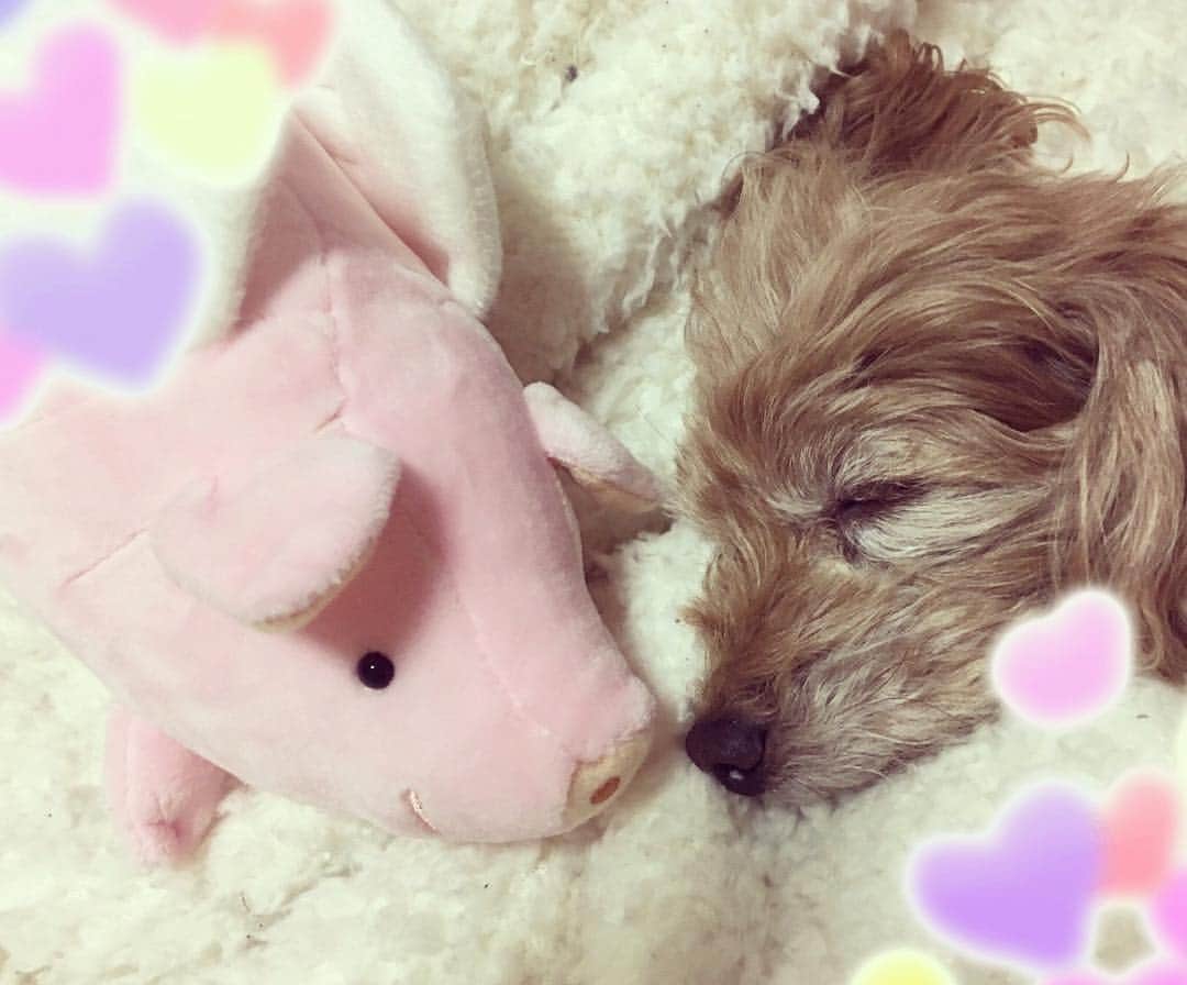 大森美優のインスタグラム：「チョコレート屋さん🐷🍫 チョコとぬいぐるみがセットなんです🐷幸せを運ぶブタ🐷👼 #トゥットベーネ #tuttobene #ブタ #愛犬しおん 🐩💤」