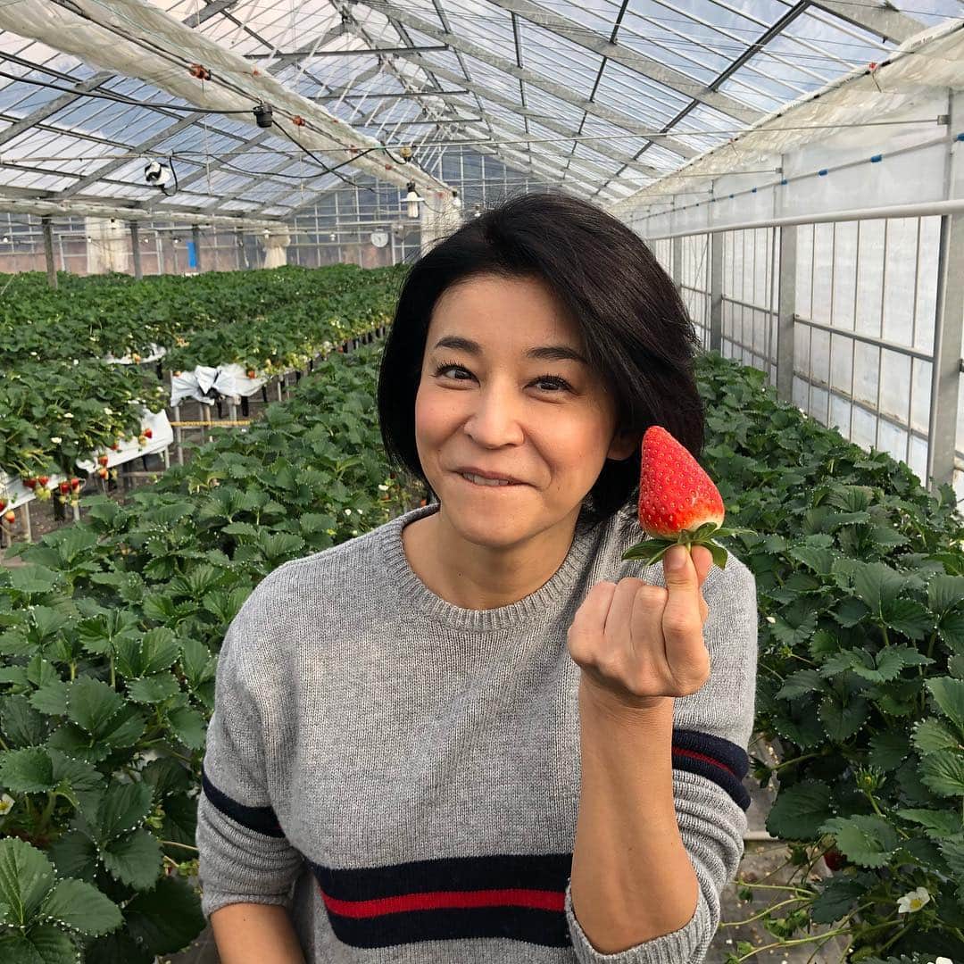 高嶋ちさ子さんのインスタグラム写真 - (高嶋ちさ子Instagram)「奈良でイチゴ狩り！ 果物狩り大好きです！」2月3日 22時49分 - chisakotakashima