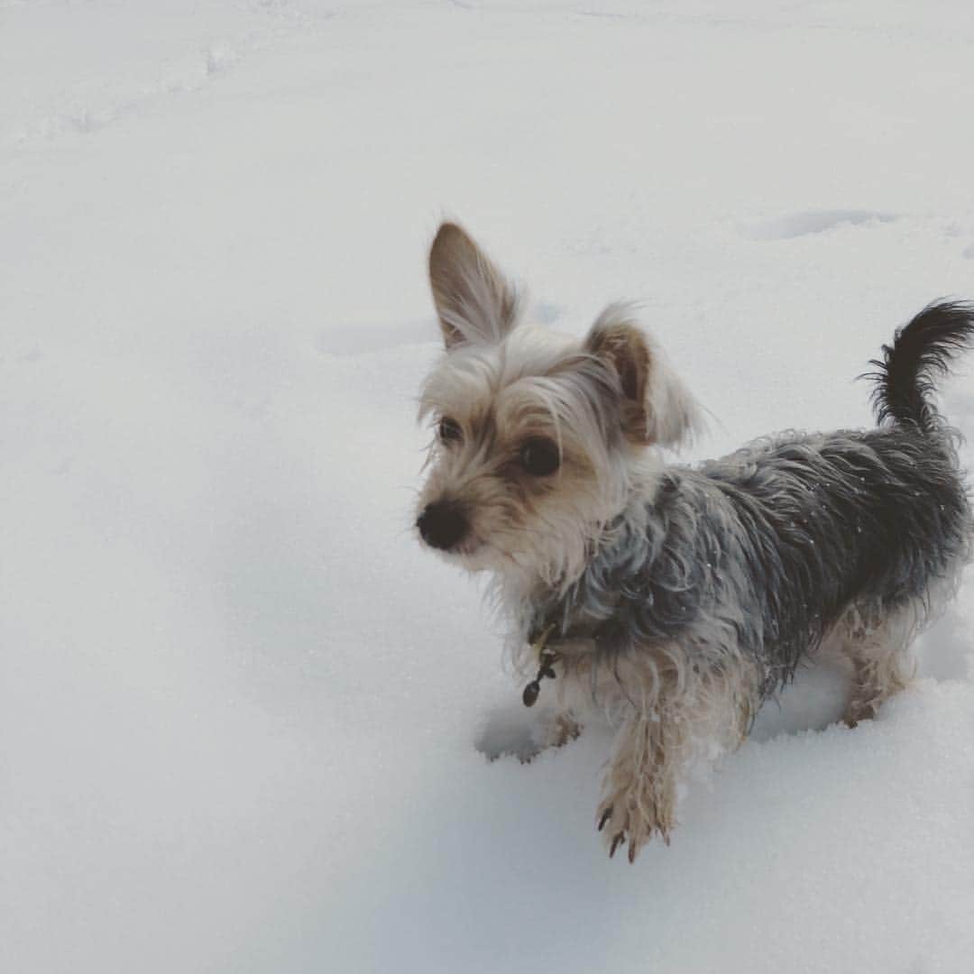 のインスタグラム：「#初雪 #雪遊び  #snowdog #wintermemories #dogmodel #editorialphotography #dog #dogsofinstagram #yorkiesofinstagram #dachshund #doggy #doggie #insta_dogs #instapups #willywonka #followme #ヨーキー #ダックスフント #ダックスフンド #ヨークシャテリア #ハーフ犬 #ミックス犬 #ミックス犬同好会」