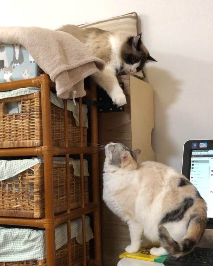 Natsukiのインスタグラム：「よくわからないクラムの動きw  #cat  #scottishfold  #ragdoll」