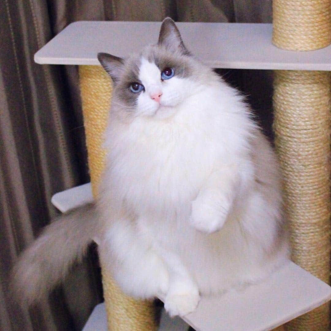 アンナさんのインスタグラム写真 - (アンナInstagram)「#cat #ragdoll #ragdollcat #neko #ネコ #ねこ #猫 #ラグドール」2月4日 10時21分 - annaragdoll