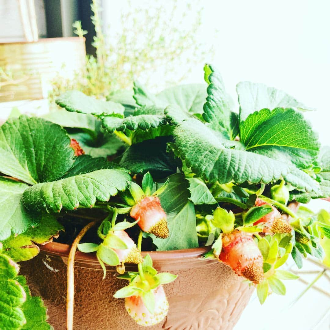 Barre de vin Kのインスタグラム：「2018.02.04  とっても寒い朝  でも、イチゴは元気に育ってます。  早く大きくなりますように。  Very cold morning  But, strawberries are growing well.  I hope to get bigger soon.  #strawberry #warm #foodstragram #vscocam #instafood #instavsco #IGersJP #foodphoto #onthetable #vsco_food #vscogram #fodstyling #feedfeed #mycommontable #foodvsco #foodlover #wine #winelover #barredevink #LIN_stragrammer #オトコノキッチン #kagoshima #cafestragram #大人カフェ #winebar #cafe #winebar」