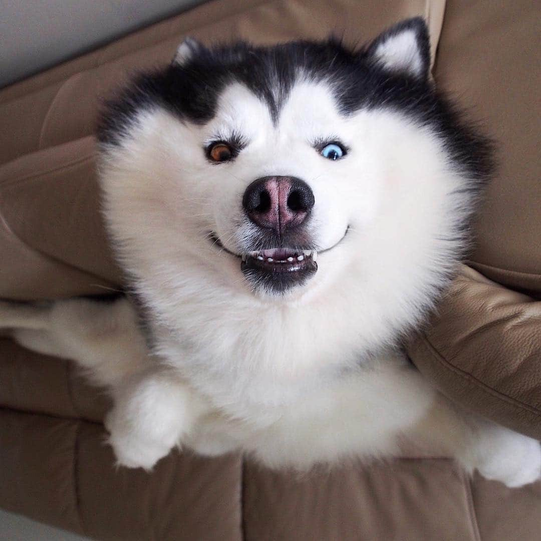 MARUのインスタグラム：「Hey idiot, I love you 😘🐼 Tag the one you love 💕 ____________ #houndandlife#huskypics#bestwoof#meowvswoof#myhusky#Ruffpost#videobyanimals#dog_features#my_husky#barkpost#dailybarker#photos4ellen#huskylovingclub#alaskanmalamute#excellent_dogs#thedodo#sendadogphoto#itsahuskything#huffpostgram#dogs_of_instworld#ilovehuskies_features#buzzfeedanimals#viralpets#meowsandwoofs#funbestvids」