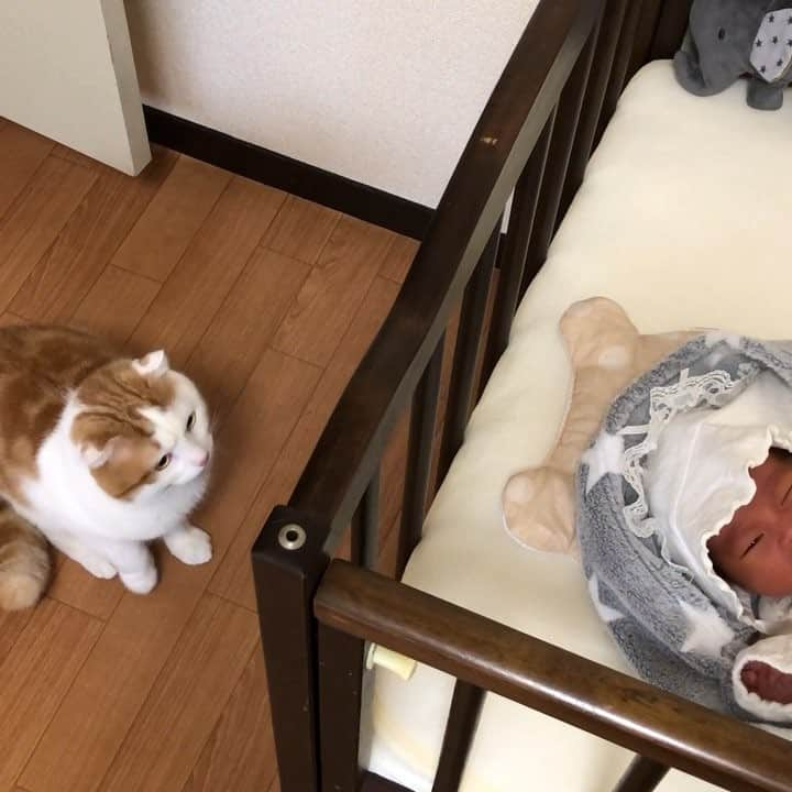 一休のインスタグラム：「2018.2.4 * Ikkyu and baby🐱👶 First meeting. * #いっきゅんとちびっきゅん 一休と息子のツーショットを楽しみにしてると言ってくださる方が沢山いて、嬉しいです😊 なかなか良い感じの写真が撮れなくて😭 良いの撮れるように頑張ります🤩 * これは一休が息子と初めて対面した時の動画です❤️ 動きがスローw * #赤ちゃんと猫 #まん丸ねこ部 #一休さんの動画 #cat#cats#scottishfold#animal#pet#cute#adorable#fluffy#instacat#catstagram#catsofinstagram#neko#kawaii#고양이#katze#chat#gatto#gato#猫#ねこ#ネコ#にゃんこ#スコティッシュフォールド#ねこ部#にゃんすたぐらむ#一休さんの日常」