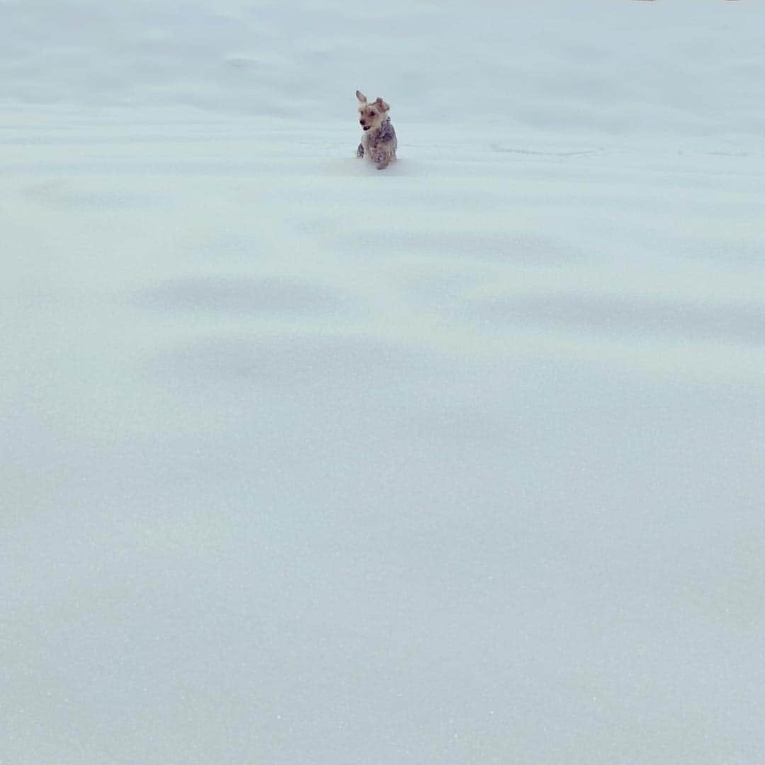 のインスタグラム：「#雪原 #初雪 #雪遊び  #snowdog #doginsnow #wintermemories #dogmodel #editorialphotography #dog #dogsofinstagram #yorkiesofinstagram #dachshund #doggy #doggie #insta_dogs #instapups #willywonka #followme #ヨーキー #ダックスフント #ダックスフンド #ヨークシャテリア #ハーフ犬 #ミックス犬 #ミックス犬同好会」