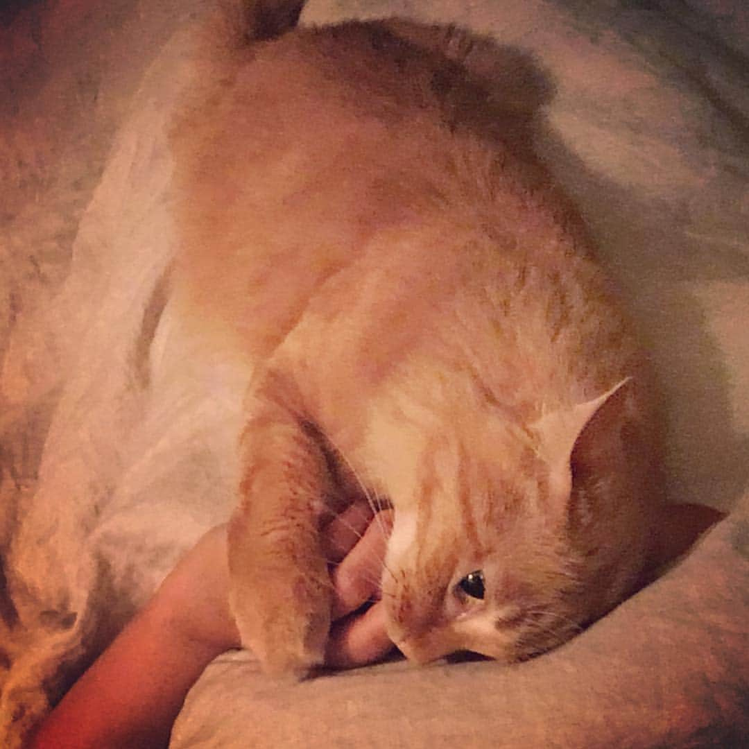 猫沢エミさんのインスタグラム写真 - (猫沢エミInstagram)「新種の芋（ベニアズマ系）猫芋は、夜になると指を吸う妖怪兼重たいピンポイントふとんに変幻しますの。おやすみなさい。  #ユピ坊 #ちゅば猫」2月5日 3時42分 - necozawaemi