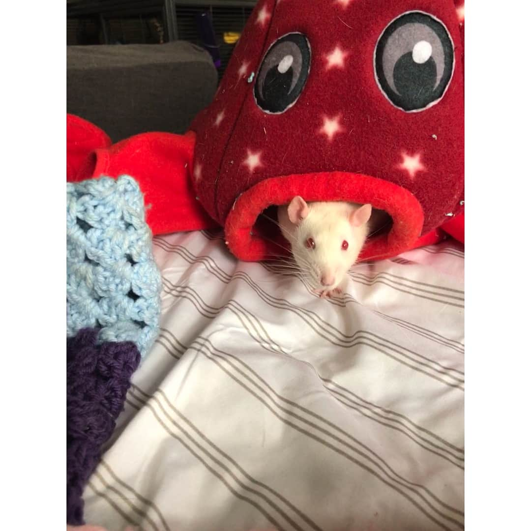 Breonne Rittingerさんのインスタグラム写真 - (Breonne RittingerInstagram)「One year ago today Bayard was born to join the other 100 million + rats in labs across the world. He was never meant to be loved, yet he is so loving. But who would had taken the time out to know that in a lab? I know he would love to use his birthday message to help save all those who were in the same place he was only one year ago. You hear or see daily that adorable animal the needs a home, but how often is it a rat? Almost guarantee you've never seen that. Even though 99,940,000 more rats are used in labs then dogs. Bayard wags his tail. Bayard licks you with his pink tongue. Bayard falls asleep in your lap. What's the difference? His protection. Rats are not covered under the Animal Welfare Act. So pretty much any cosmetic company or drug company can use him without punishment or care. It's purely INSANE! I stand against animal testing. I stand with all the animals not getting a chance in labs. I stand with my baby boy, Bayard. The day I rescued Bayard and his siblings  from the lab will forever be the hardest/best day of my life. I saw the reality of animal cruelty, but I gained the sweetest and most affectionate living thing I have ever been blessed to meet. He may be blind, but he opened my eyes and I couldn't be more thankful for him. With that, Happy Birthday Bayard. I can’t wait to spend the rest of your life with you. And thank you... #bayard #rat #ratsofinstagram #happybirthday #oneyearold #crueltyfree #endanimaltesting #imwithbayard」2月5日 5時12分 - breonnecowan