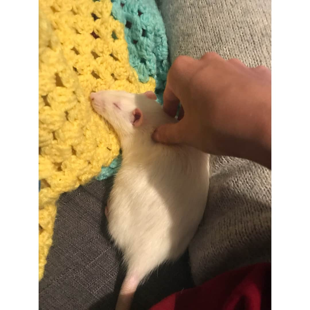 Breonne Rittingerさんのインスタグラム写真 - (Breonne RittingerInstagram)「One year ago today Bayard was born to join the other 100 million + rats in labs across the world. He was never meant to be loved, yet he is so loving. But who would had taken the time out to know that in a lab? I know he would love to use his birthday message to help save all those who were in the same place he was only one year ago. You hear or see daily that adorable animal the needs a home, but how often is it a rat? Almost guarantee you've never seen that. Even though 99,940,000 more rats are used in labs then dogs. Bayard wags his tail. Bayard licks you with his pink tongue. Bayard falls asleep in your lap. What's the difference? His protection. Rats are not covered under the Animal Welfare Act. So pretty much any cosmetic company or drug company can use him without punishment or care. It's purely INSANE! I stand against animal testing. I stand with all the animals not getting a chance in labs. I stand with my baby boy, Bayard. The day I rescued Bayard and his siblings  from the lab will forever be the hardest/best day of my life. I saw the reality of animal cruelty, but I gained the sweetest and most affectionate living thing I have ever been blessed to meet. He may be blind, but he opened my eyes and I couldn't be more thankful for him. With that, Happy Birthday Bayard. I can’t wait to spend the rest of your life with you. And thank you... #bayard #rat #ratsofinstagram #happybirthday #oneyearold #crueltyfree #endanimaltesting #imwithbayard」2月5日 5時12分 - breonnecowan