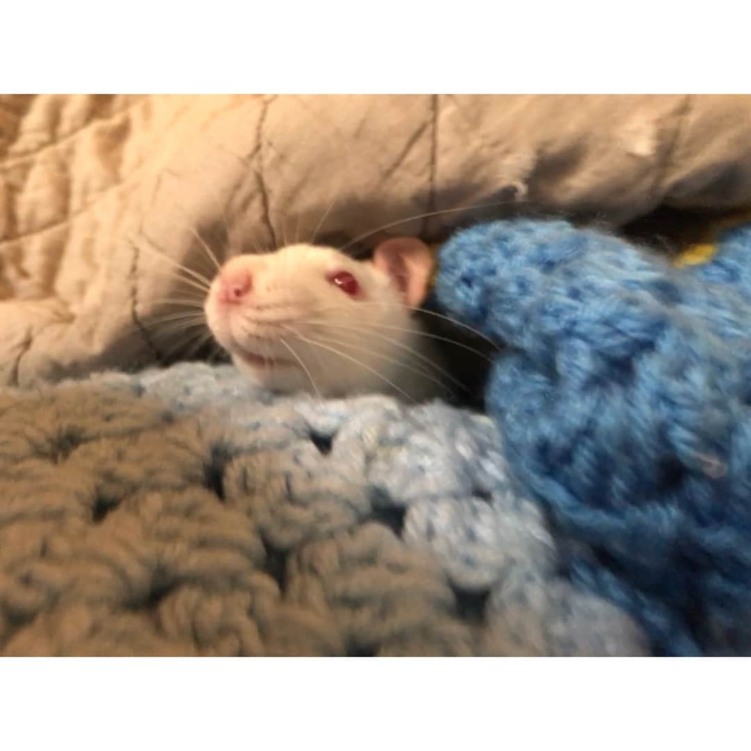 Breonne Rittingerさんのインスタグラム写真 - (Breonne RittingerInstagram)「One year ago today Bayard was born to join the other 100 million + rats in labs across the world. He was never meant to be loved, yet he is so loving. But who would had taken the time out to know that in a lab? I know he would love to use his birthday message to help save all those who were in the same place he was only one year ago. You hear or see daily that adorable animal the needs a home, but how often is it a rat? Almost guarantee you've never seen that. Even though 99,940,000 more rats are used in labs then dogs. Bayard wags his tail. Bayard licks you with his pink tongue. Bayard falls asleep in your lap. What's the difference? His protection. Rats are not covered under the Animal Welfare Act. So pretty much any cosmetic company or drug company can use him without punishment or care. It's purely INSANE! I stand against animal testing. I stand with all the animals not getting a chance in labs. I stand with my baby boy, Bayard. The day I rescued Bayard and his siblings  from the lab will forever be the hardest/best day of my life. I saw the reality of animal cruelty, but I gained the sweetest and most affectionate living thing I have ever been blessed to meet. He may be blind, but he opened my eyes and I couldn't be more thankful for him. With that, Happy Birthday Bayard. I can’t wait to spend the rest of your life with you. And thank you... #bayard #rat #ratsofinstagram #happybirthday #oneyearold #crueltyfree #endanimaltesting #imwithbayard」2月5日 5時12分 - breonnecowan