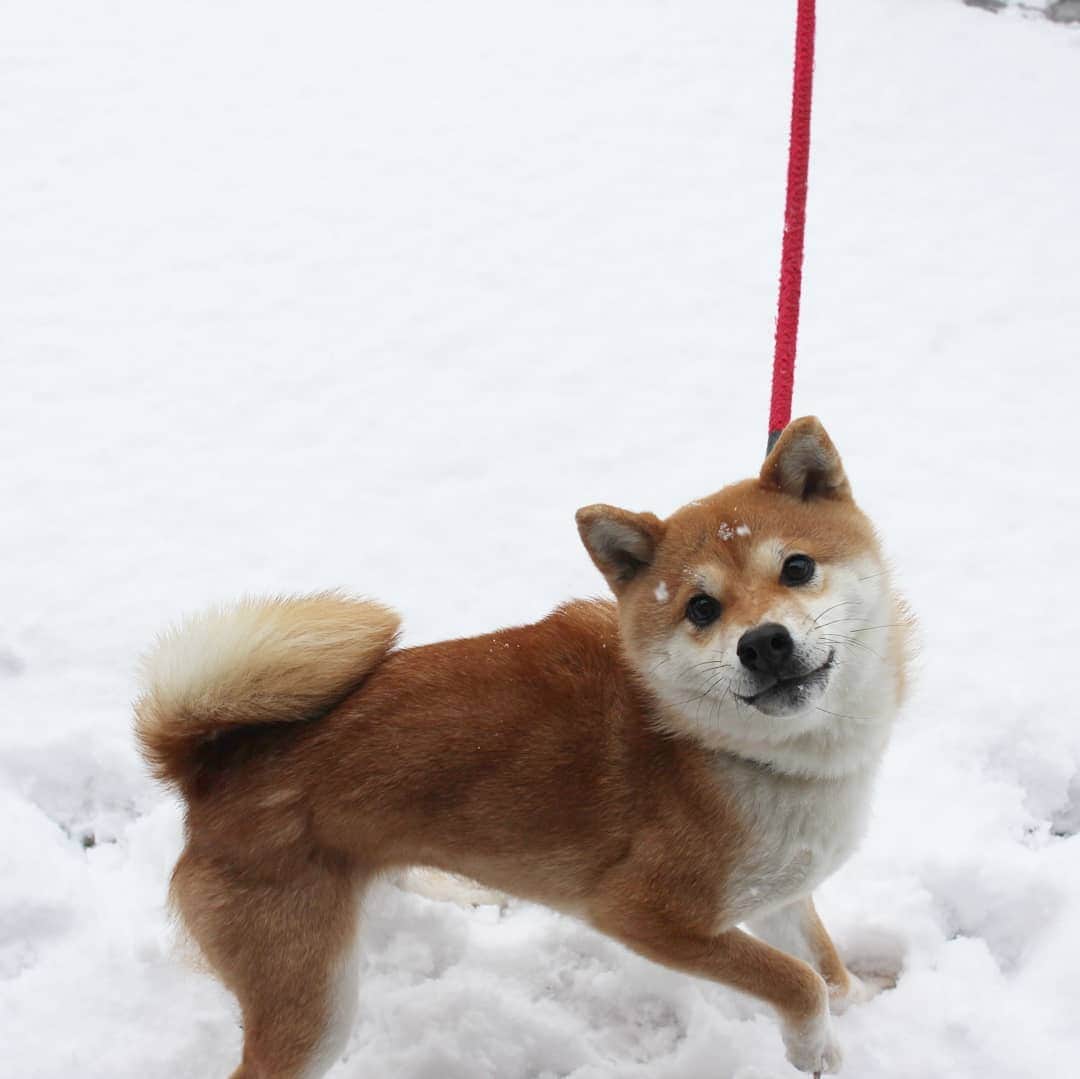 柴犬たま Shibainu Tamaさんのインスタグラム写真 柴犬たま Shibainu Tamainstagram Jump Jump たま家族 柴犬ミケ ミケしゃんの靴下 困り顔 一眼レフ 一眼レフカメラ 雪 雪の日 雪遊び ジャンプ おばけ扌 雪と柴犬 日本の冬 犬は喜び庭駆け回り