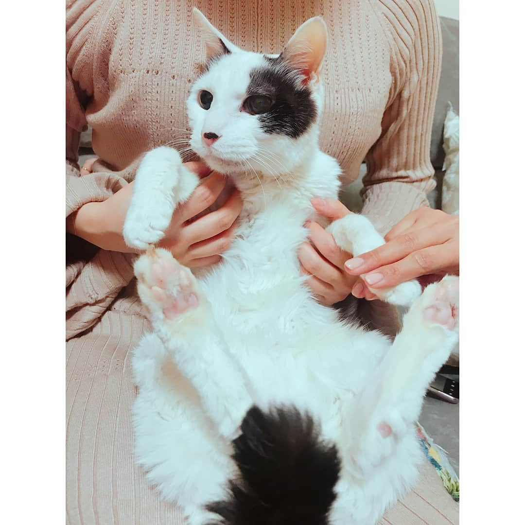 佐々木希さんのインスタグラム写真 - (佐々木希Instagram)「しょこたんのお家には 猫さんが沢山いて、癒されました🧡 可愛いのなんのって。 みんな性格が違ってて飽きません🐈  #デイジーラック #ドラマ#NHK#ホームパーティ#夏菜 さん#中川翔子 さん#徳永えり さん#ひなぎく会#猫」3月6日 14時45分 - nozomisasaki_official