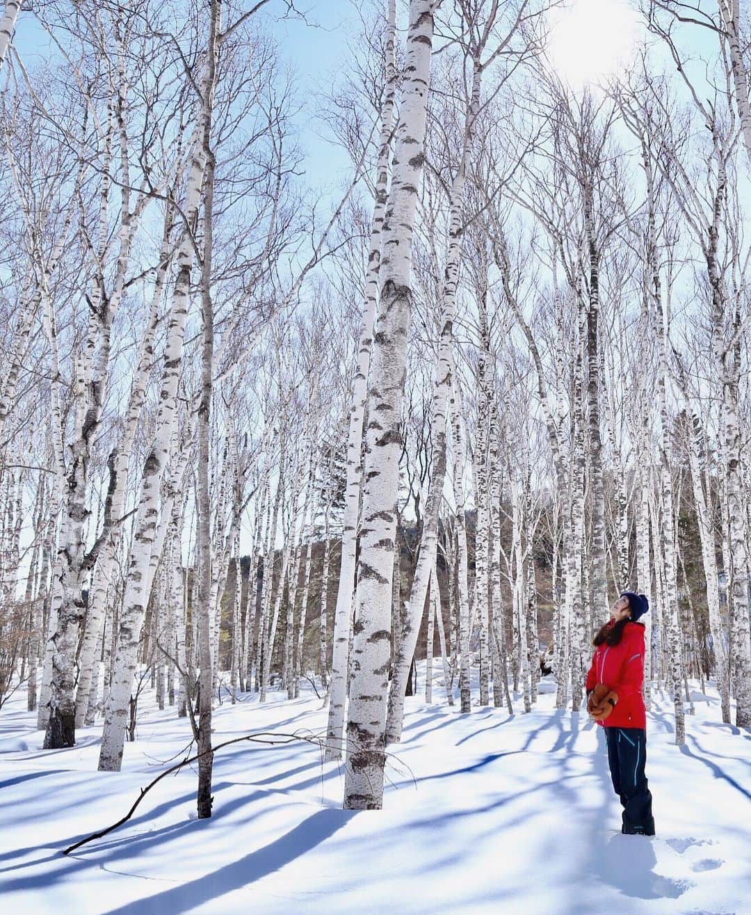 大桃美代子さんのインスタグラム写真 - (大桃美代子Instagram)「白樺の林が美しくて、車を止めました。  こんな景色の中で深呼吸。  幸せです。  明日は雪国、新潟から生放送。  まるどりっ！お時間合えば、、、 #shooting #北海道#白樺#占冠村#南富良野#genic_mag #ig_japan #jalミーツニュー#discoverjapan #instagood #instatravel #trip #星野リゾートトマム #insta#エゾシカ#撮影橋本さん」3月2日 17時44分 - miyoko_omomo