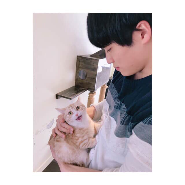 池田直人さんのインスタグラム写真 - (池田直人Instagram)「猫カフェいってきましたにゃ ちゅーしてもらった💕💕 サービス精神ありすぎるにゃん  #猫カフェ #マンチカン #いけだくん #マゴコロソウホンテン」3月2日 18時52分 - ikenao0919