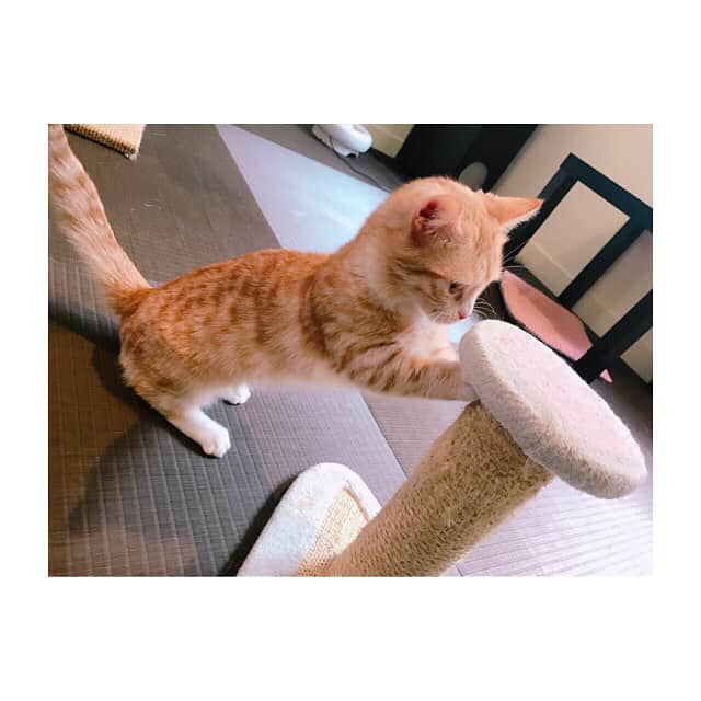 池田直人さんのインスタグラム写真 - (池田直人Instagram)「猫カフェいってきましたにゃ ちゅーしてもらった💕💕 サービス精神ありすぎるにゃん  #猫カフェ #マンチカン #いけだくん #マゴコロソウホンテン」3月2日 18時52分 - ikenao0919