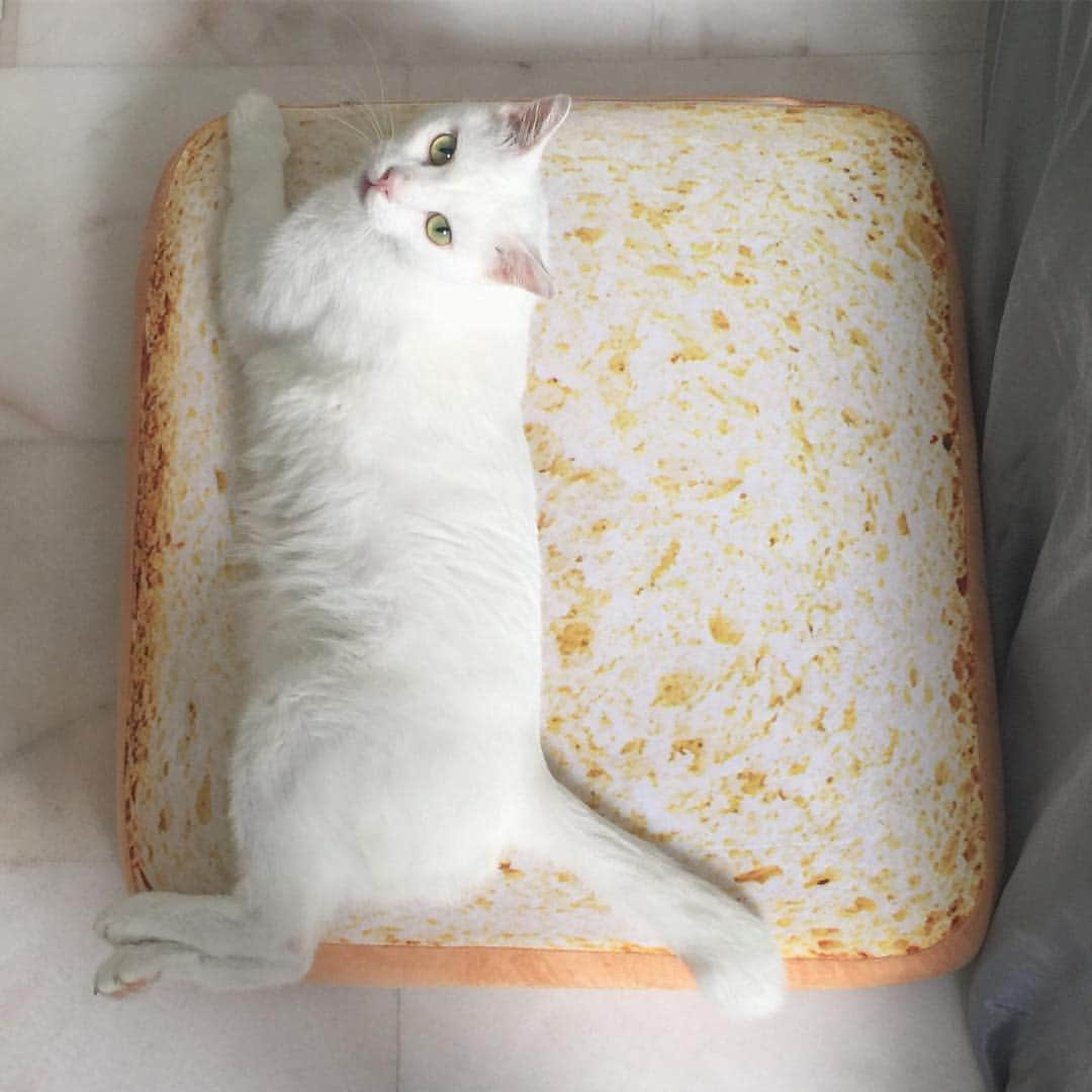 Ray Rayさんのインスタグラム写真 - (Ray RayInstagram)「Toast, anyone?」3月3日 15時29分 - rayraythecat