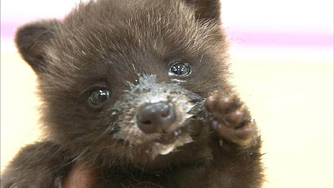 天才！志村どうぶつ園のインスタグラム