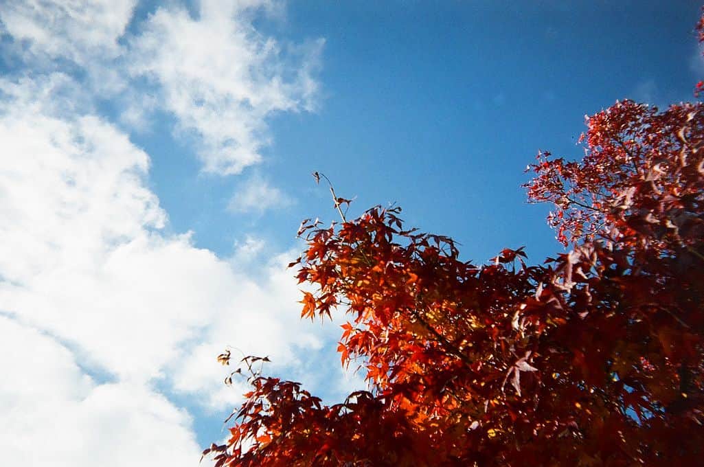 藤田ニコル（にこるん）さんのインスタグラム写真 - (藤田ニコル（にこるん）Instagram)「去年、京都に旅行行った時の。秋なんてこの前なのに、もう春が訪れようとしてる。  今更写ルンですを現像🍁。」3月3日 21時17分 - 2525nicole2