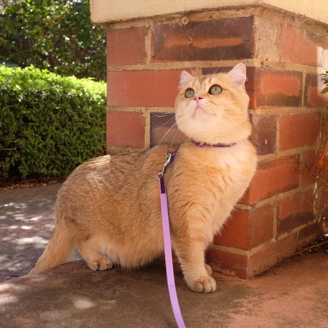 のインスタグラム：「Beautiful day for a stroll! ☀️🌳😽 #Caturday #catlife ••••••••••••••••••••••••••••••••••••••••••••• . . . . . #pumpkinthepurrmachine #bouledepoil #catmyboss @go_animals_official @animals.co  @cats_of_instagram @catsnet @cats_of_world @cutepetclub #happycatclub #ronronar #みんねこ #animalvideo #catsnet #cats_of_world #แมว #ねこ #kedi #chaton #kawaii #animalsco #catsofgram #pleasantcats#thedailykitten #britishshorthair #gatton #gatti #gattini #fofo #catvideos #sweetcatclub #catloversclub #kittens_today」