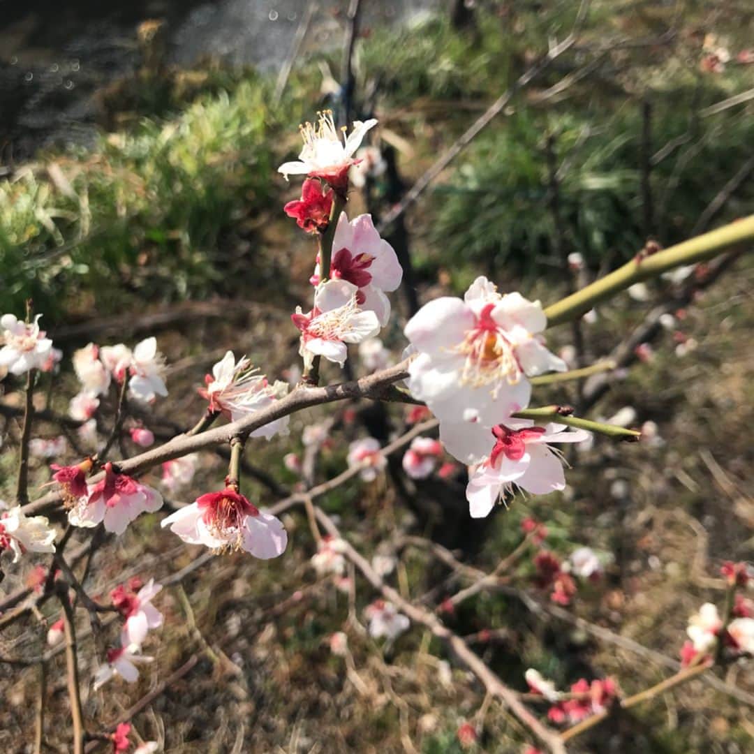 栗田桃花さんのインスタグラム写真 - (栗田桃花Instagram)「桃の節句🍑ひな祭り🎎🌸 . . 3月3日 . お昼にひな祭りのお祝いしたんだ😋 ちらし寿司、蛤のお吸い物、めっちゃかわいい和菓子😍❤️❤️❤️ 美味しすぎたん🤤✨ . . 午後は消費のために、くりママと2人で3km先の文房具屋さんまでウォーキング🚶‍♀️ そのあとはいつもの4kmジョギングも🏃‍♀️ そしてアクロバットレッスンも行ったから摂取した分は消費できたかな？😁 . . 去年の今頃の写真🤳 やっぱすごい髪伸びてる💇🏻‍♀️ . 明日はどんな髪型で出かけようかな😌 . #ひな祭り #桃の節句 #桃の花 #桃花 #ちらし寿司 #蛤のお吸い物 #桜餅 #和菓子 #ウォーキング #ジョギング #アクロバット #髪伸びた #3月3日 #誕生日は3月30日 #産まれた体重 #3030g #ラッキーナンバー3」3月3日 21時35分 - kurimomo330