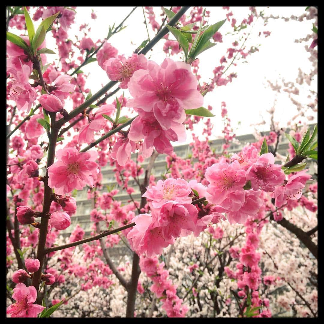 花村怜美さんのインスタグラム写真 - (花村怜美Instagram)「今日は桃の節句でしたね(^-^) というわけで、写真はいつかの桃の花。 #桃 #桃花 #花 #植物 #自然 #春 #桃の節句 #peachblossom #flower #flowers #flowerstagram #nature #plants #beautiful #spring」3月3日 23時20分 - satomi_hanamura