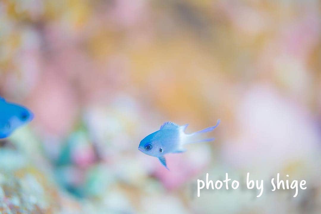 のインスタグラム：「【シコクスズメダイ】白パンツ！僕は学生時代の先輩にそう紹介され、すごく印象に残るスズメダイです！伊豆でも季節来遊漁として流れてきますね。写真は宮古で撮りましたが、伊豆のは、もっと黒っぽくて地味だった記憶が(笑)なぜ伊豆に来るとみな汚くなってしまうのだろうか・・・ #せいぶつ部 #水中写真 #ダイビング #スキューバダイビング #写真撮ってる人と繋がりたい #写真好きな人と繋がりたい #海好きな人と繋がりたい #ふんわり写真部 #アクアリウム #お魚図鑑」