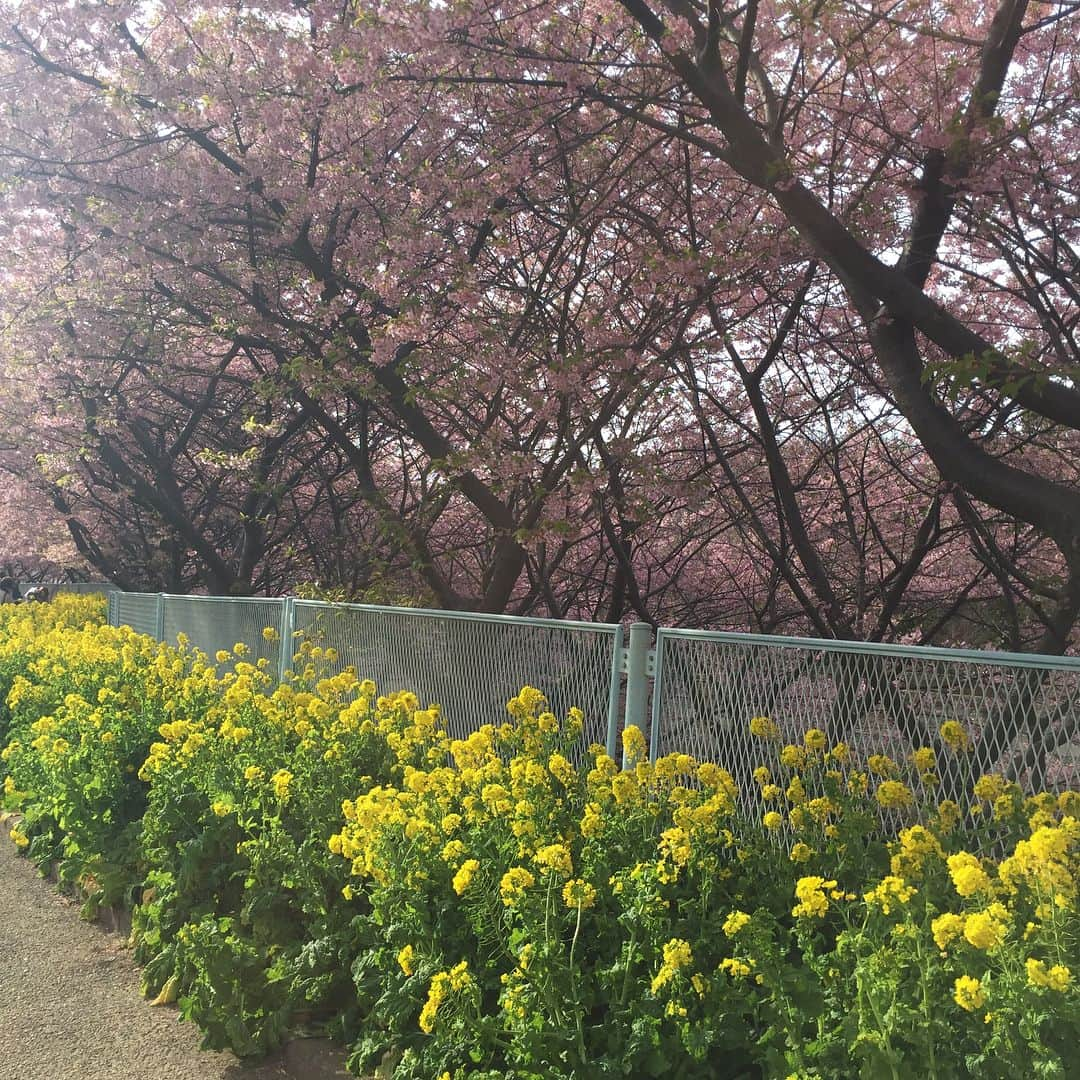 七尾旅人さんのインスタグラム写真 - (七尾旅人Instagram)「最近は作業の後、明け方に寝ていたのに、さっきAM4時に目が覚めた…。変わりすぎだろう。  久々のライブで、常連の小さな兄弟や、 梅津和時さんや、友人にも会えて、元気づいてるのかもしれない。 だいぶ春めいて来たしね。 . 近所の河津桜。 菜の花。 海。 羊。 . . . ほんとの意味で春が来るのは、この作品を完成させた後かな。 もっと先かな。 それまでは北極探検のような気持ちで。^^ . でも、そのうちに春が訪れるという想像力をいまだに持てるのは、なかなか幸福なこと。 . . .」3月4日 5時48分 - tavito_nanao