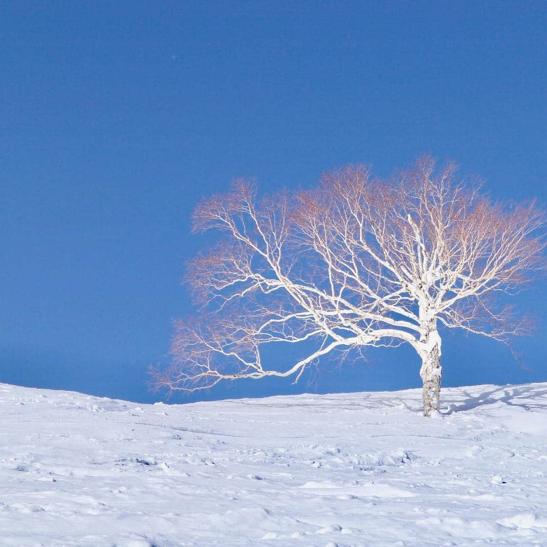 大桃美代子さんのインスタグラム写真 - (大桃美代子Instagram)「雪、、 朝の景色は最高にきれい。  北海道のパウダースノーは風に飛ばされ積もらない。  新潟と比べると積雪は少なめ。  何気ない景色が心のプレゼント。  #北海道#トマム#雪景色#びゅうたび #スキー #星野リゾートトマム #リゾナーレトマム #占冠村 #jalミーツニュー#北海道 #insta #instatravel #instagood #ig_japan #luxuryhotels #resort#beautifuldestinations」3月4日 7時53分 - miyoko_omomo