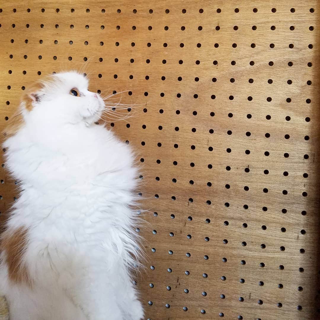 池田香織のインスタグラム：「よく立つムギさん。 やっと撮れた！  #猫 #catstagram  #standup」