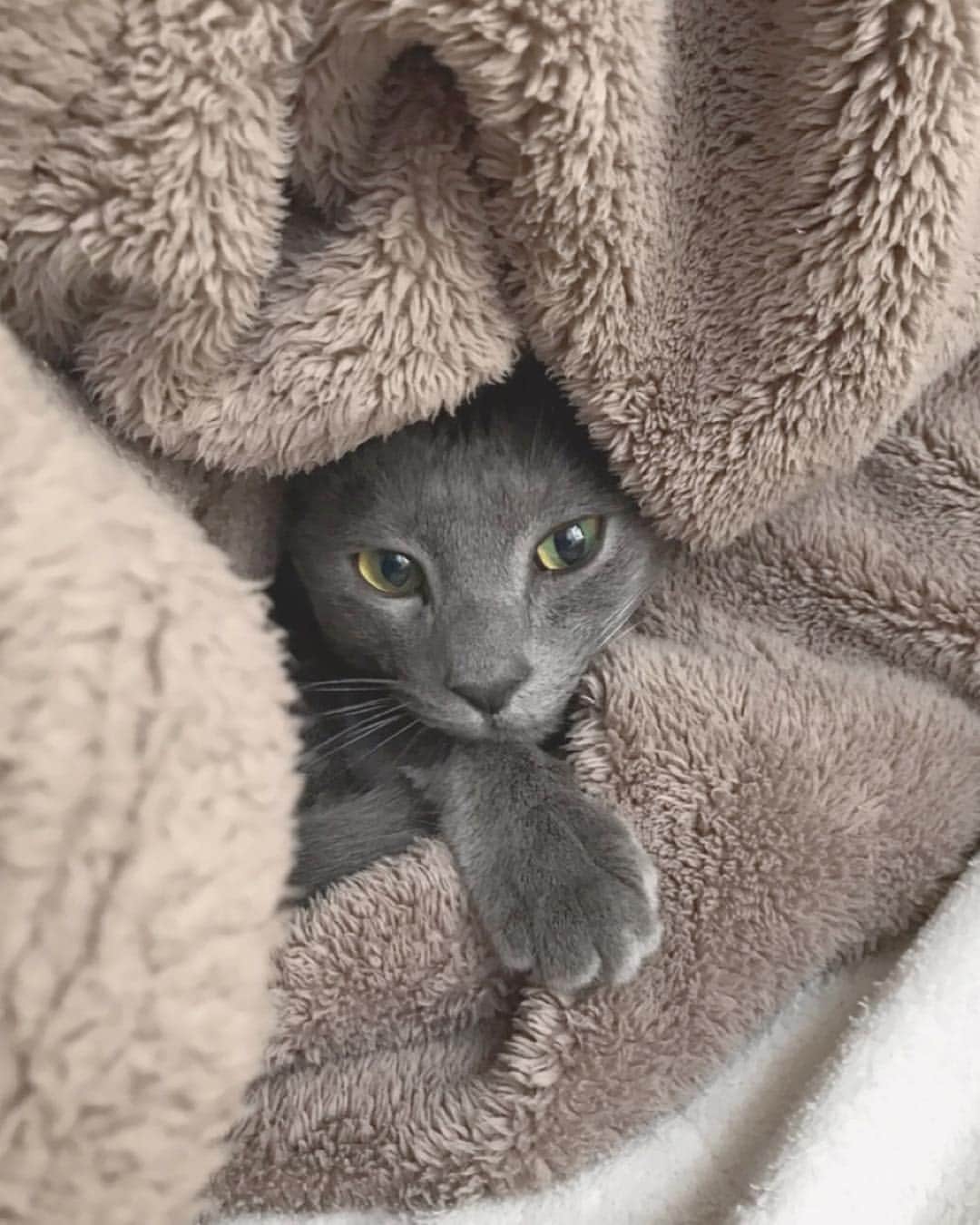 のインスタグラム：「baby fin💚💚 今日も可愛ね🐢xoxo がんばろーっと！ #fin #xoxo #cute #russianblue #finnozaki」