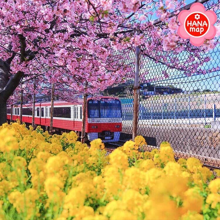 はなまっぷ❁日本の花風景さんのインスタグラム写真 - (はなまっぷ❁日本の花風景Instagram)「🌸はなまっぷ 🌸 * @k__z__75 さんの 花のある風景に花まるを💮 * 春色の中を電車が走る素敵な景色ををありがとうございます😊🌸 * 神奈川  #三浦海岸 Miurakaigan, Kanagawa Pref. * 🌸•••🌸•••🌸•••🌸•••🌸•••🌸 * いつも素敵なお花をありがとうございます😊 日本のお花にタグ付けしてください🌸 お花があれば何でもOKです💓 * #はなまっぷ * #神奈川#三浦#河津桜#電車#菜の花#花#花畑#桜#風景#三浦海岸桜まつり」3月4日 16時41分 - hanamap