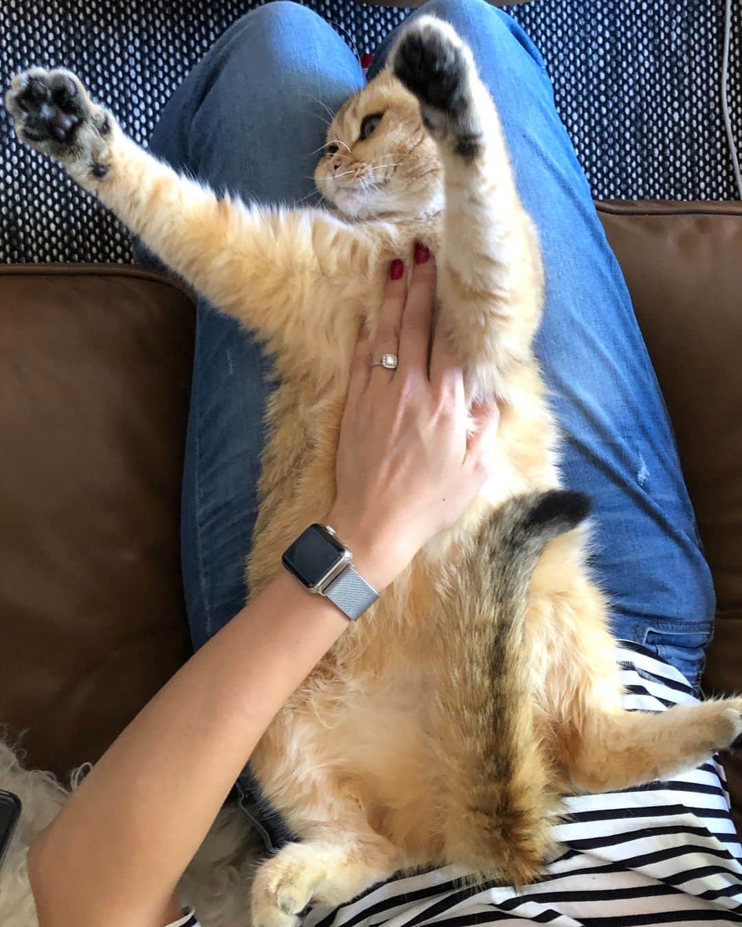 Pumpkinのインスタグラム：「🙆🏻‍♀️🤷🏻‍♀️🙋🏻‍♀️ ••••••••••••••••••••••••••••••••••••••••••••• . . . . . #pumpkinthepurrmachine #bouledepoil #catmyboss @go_animals_official @animals.co  @cats_of_instagram @catsnet @cats_of_world @cutepetclub #happycatclub #ronronar #みんねこ #animalvideo #catsnet #cats_of_world #แมว #ねこ #kedi #chaton #kawaii #animalsco #catsofgram #pleasantcats#thedailykitten #britishshorthair #gatton #gatti #gattini #fofo #catvideos #sweetcatclub #catloversclub #kittens_today」