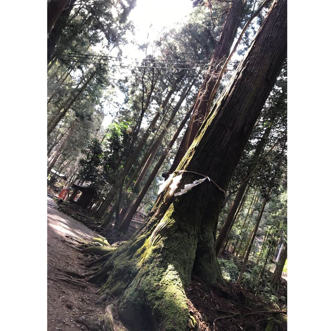 紺野栞さんのインスタグラム写真 - (紺野栞Instagram)「. . . 滋賀県大津市坂本にある、日吉大社 . 最近映画のロケ地にも なったみたいで 「曇天に笑う」のポスター めちゃくちゃ貼ってあった！ . およそ2100年前、 崇神天皇７年に創祀された、 全国3800余の 日吉・日枝・山王神社の 総本宮だそう！いや、びっくり。 滋賀県に総本宮があるなんて。 . 場所が都の表鬼門（北東）に あることから都の魔除、 災難除を祈る社として、 比叡山に延暦寺を開かれてからは 天台宗の護法神として 多くの方から崇敬を受けているそう。 . 御利益としては 方除け、厄除け、縁結び、 家内安全、夫婦和合、商売繁盛等 . 約40のお社があるそう！ 全ての神様を総称して 「日吉大神」と呼ぶとのこと。 . 初めてかもしれない こんな広い神社は。 まさに山の中。 大自然の中にある。 山の上にあるから帰り道に 琵琶湖が見えたり…… また地元の素晴らしい場所を 見つけてしまったな……！ . . . #日吉大社 #京阪 #滋賀県 #大津市 #紅葉 #紅葉 #名所 #神社 #寺 #巡り #御朱印 #御朱印ガール #japanesegirl #followme  #朝活 #おはよう #goodmorning #早上好  #안녕하세요 #일본 #신사 #shrine #temple #tokyo」3月5日 8時21分 - shiooo1023