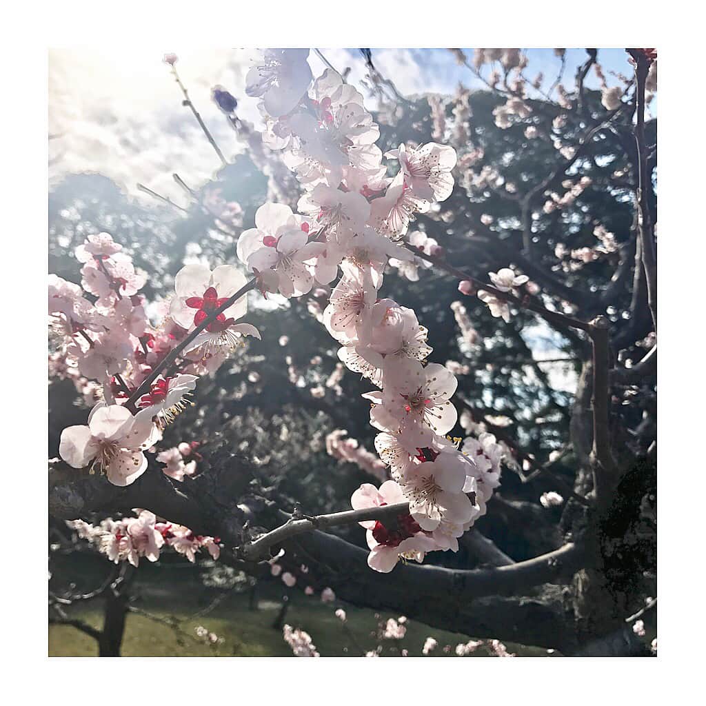 原あや香さんのインスタグラム写真 - (原あや香Instagram)「Goodmorning☀︎ もう少しずつ桜が咲きはじめてるよ！はやいね🌸 満開がたのしみだな（＾Ｏ＾☆♪ きょうは朝から撮影です！1日頑張っていくぞ〜！！ #桜#花見#cherryblossom#flower#pink#spring#season#pollen#cute#picnic#instadaily#instagood」3月5日 8時55分 - haraaya_