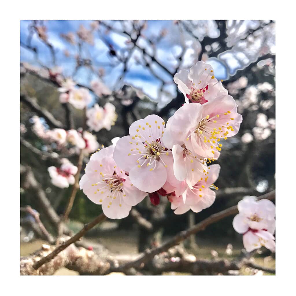 原あや香さんのインスタグラム写真 - (原あや香Instagram)「Goodmorning☀︎ もう少しずつ桜が咲きはじめてるよ！はやいね🌸 満開がたのしみだな（＾Ｏ＾☆♪ きょうは朝から撮影です！1日頑張っていくぞ〜！！ #桜#花見#cherryblossom#flower#pink#spring#season#pollen#cute#picnic#instadaily#instagood」3月5日 8時55分 - haraaya_