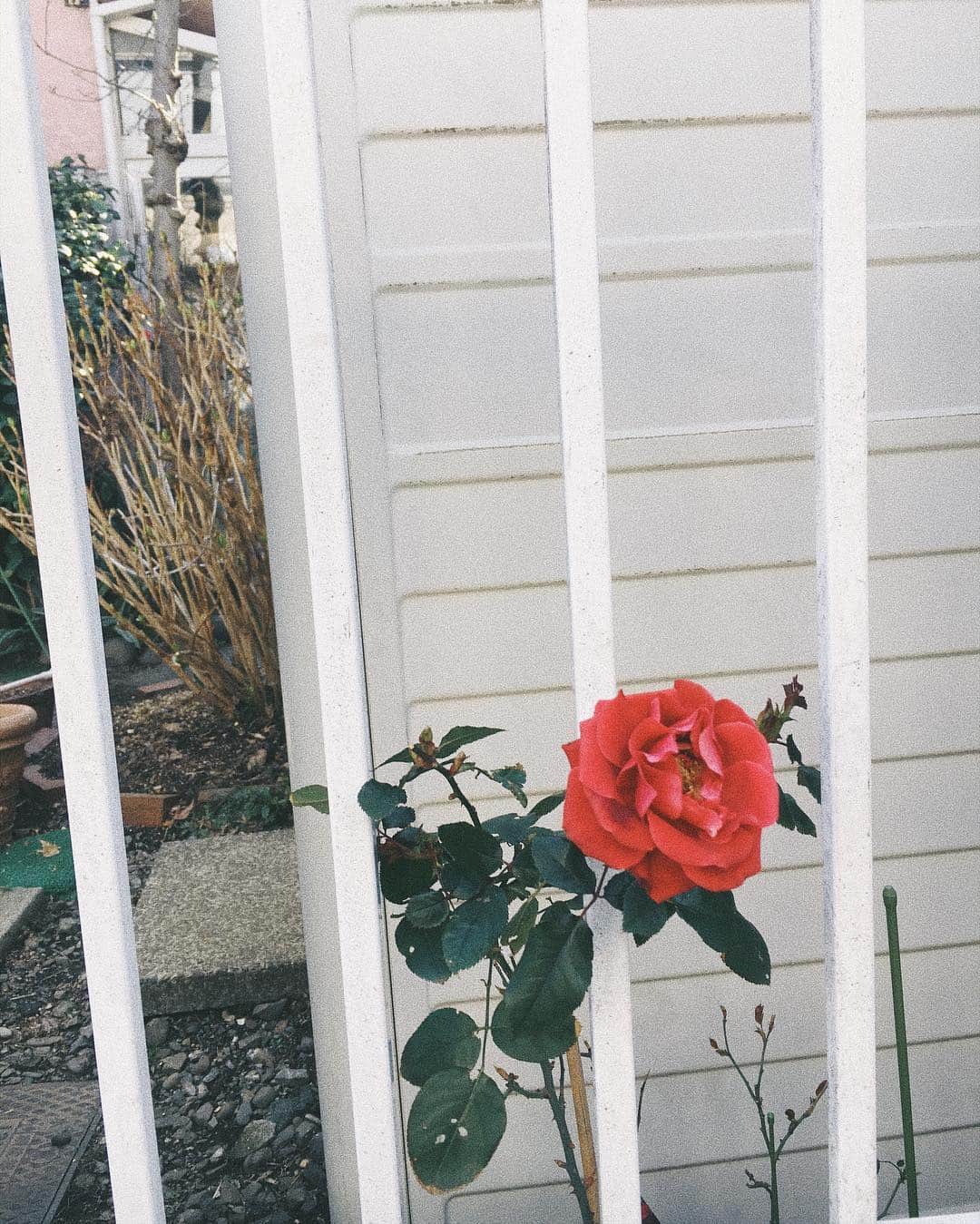 花盛友里のインスタグラム：「Cloudy Monday starts like this.」