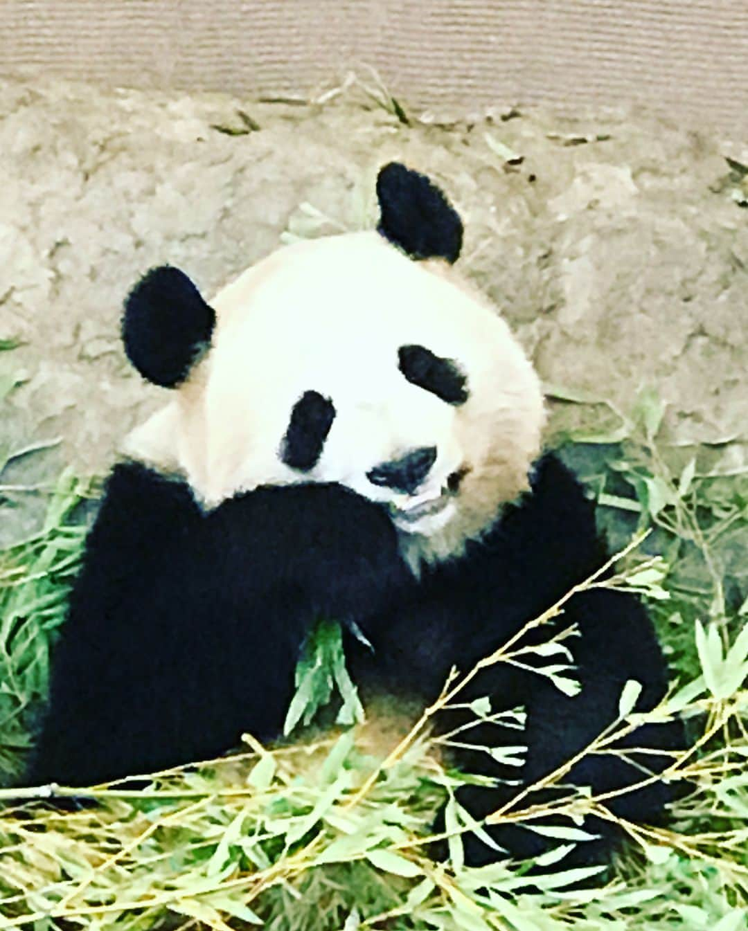 丸山桂里奈さんのインスタグラム写真 - (丸山桂里奈Instagram)「パンダ。 もともとすき。パンダがすき🐼 こんな可愛い生き物いるのかな🌈🙏癒される。そして癒されたい。 「過去は変えられない」だけど「未来は変えられる」というけど、過去は過去で大事な気がする。過去がなけりゃ現在がないわけで、現在がないなら未来もないわけだから🤦‍♀️ 未来には希望をもちたい。不安がない人なんてこの世にいないけどね。逆にその不安が自分を成長させてくれるものに変わる場合もあるし、色々難しいこともあります。 人生何があるかわからない。すきなものが急にそうじゃなくなったり、いきなり、好きになったり、人間だから本当に一瞬一瞬何があるからわからない。だからこそ、近くにいる人に思いやりを持ち、相手の気持ちになれなくてもなろうと努力することが大事だったりする。「思いやり」は自分の評価じゃなく、他人の評価。ま、結構なものが自分ではなく、他人なんだけども。 自分自分より、他人他人、そしてまわりにいるひと、近くにいるひと、友人や家族をたくさんたくさん大切にしたい。そうしていたら、自分もきっと大切にしてもらえる気がします🌈‼️なんだかんだの深夜のぼやき。 そして、今日も初チャレンジをさせていただきました。共演者さま、スタッフ関係者さま、ほんとうにほんとうにありがとうございました🙂🌈よし、寝ます。明日は明日は明日は、楽しみにしていた収録が👯🌥明日も皆さま、よろしくお願いします♡  #パンダ #いた #いるから撮る #なんて可愛いのだろう #しろと黒のコンビネーション #いやし #パンダでもともと #何よりなのか #たぬきかな #なんでもいいや #とにかく可愛いから #明日も頑張ります #ひとつひとつを #丁寧に #いい意味で #インスタバエ」3月5日 0時35分 - karinamaruyama